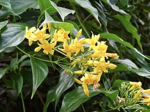 Loại lá gợi tên “tử thần” nhưng nhiều người nhầm lại mang về làm rau ăn, đây là cách nhận biết chính xác nhất