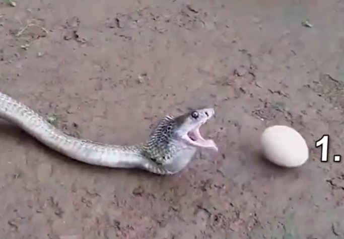 CLIP: 'Rùng mình' trước cảnh rắn hổ mang 'đẻ trứng' bằng miệng