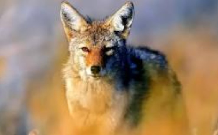 Người xưa có câu: 'Sói sợ bị đẩy, chó sợ bị chạm vào', nghĩa là gì? Kinh nghiệm của tổ tiên thật đáng ngưỡng mộ