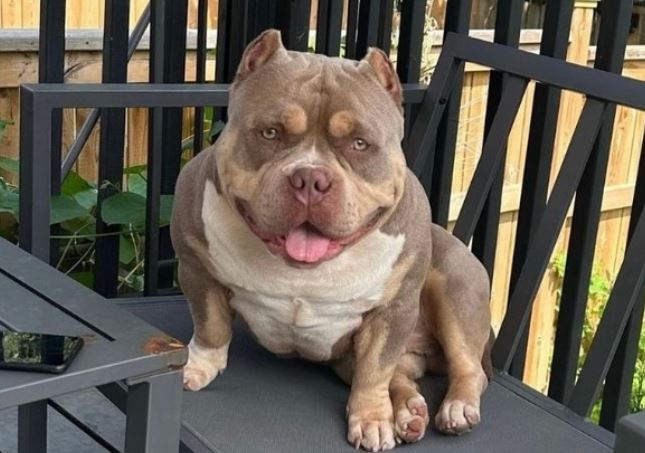 Chó cưng nuôi 2 năm bỗng qua đời sau 1 ngày gửi người trông hộ, chủ tìm đến tận nơi và chứng kiến điều kinh hoàng trong tủ lạnh