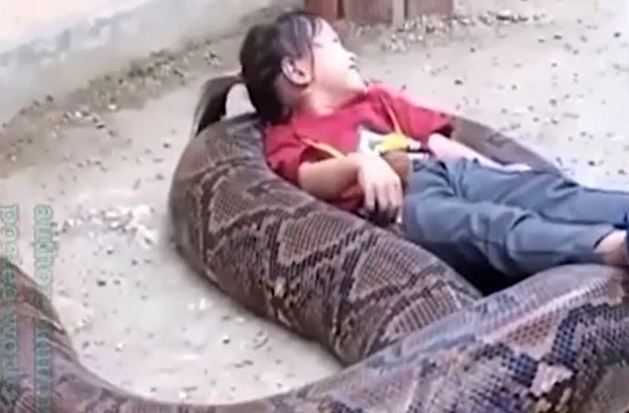 CLIP: Bé gái thoải mái chơi đùa với trăn khổng lồ rồi nhận cái kết ít ai ngờ