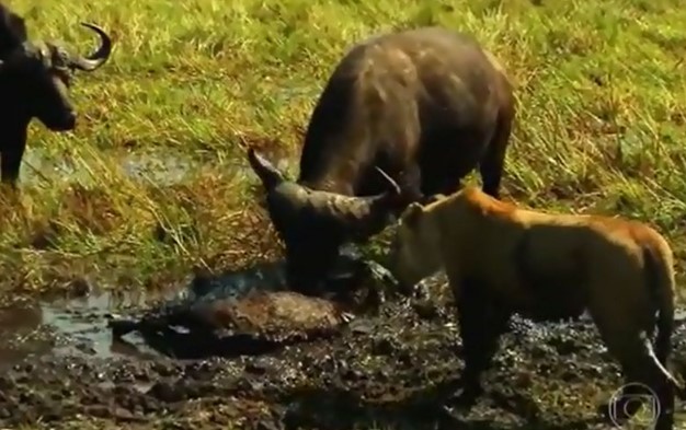 CLIP: Trâu rừng 'liều mạng' tấn công sư tử để giải cứu con non