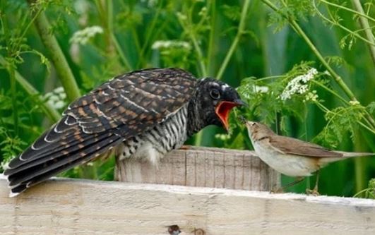 Loài chim bạc tình, lưu manh nhất thế giới có ở Việt Nam: Ác từ trong trứng, miễn nhiễm với độc tố
