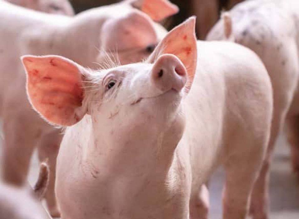 Giá heo hơi ngày 25/10/2024: Lý giải nguyên nhân giá heo giảm thời gian qua