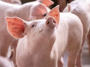 Giá heo hơi ngày 25/10/2024: Lý giải nguyên nhân giá heo giảm thời gian qua