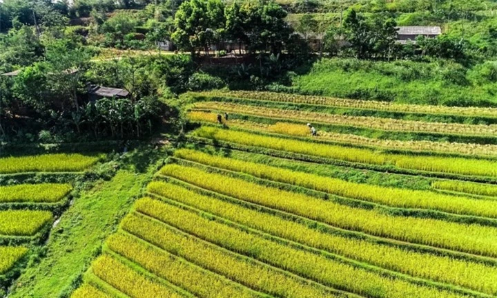 Mỗi mùa lúa chín, nơi đây lại khoác lên mình một tấm áo mới, rực rỡ và cuốn hút hơn bao giờ hết.