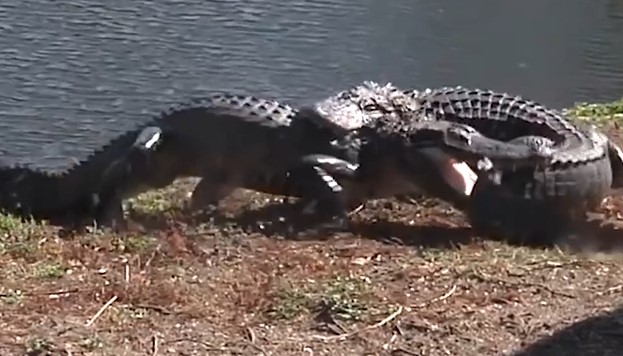 CLIP: Trận chiến nảy lửa giữa hai "sát thủ đầm lầy" – Ai sẽ là kẻ thống trị cuối cùng?