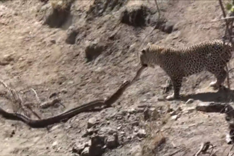 CLIP: Bị báo hoa mai tấn công, trăn vội vàng bỏ chạy