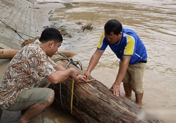 Người đàn ông ở Nghệ An từng vớt được cây gỗ trăm tuổi: Loại gỗ có nguy cơ tuyệt chủng của Việt Nam, trị giá nửa tỷ đồng