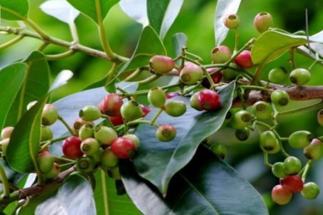 Có một cây trồng trước nhà 'lợi trăm bề', nụ hoa còn bán được 140 nghìn đồng/kg