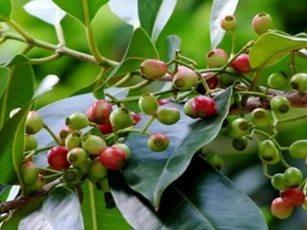 Có một cây trồng trước nhà 'lợi trăm bề', nụ hoa còn bán được 140 nghìn đồng/kg