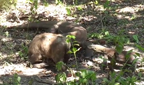 CLIP: Trâu rừng con chết thảm dưới móng vuốt của rồng Komodo