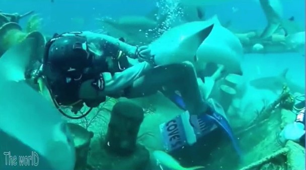 CLIP: "Sởn gai ốc" trước cảnh con người bị tấn công bởi các “thủy quái”