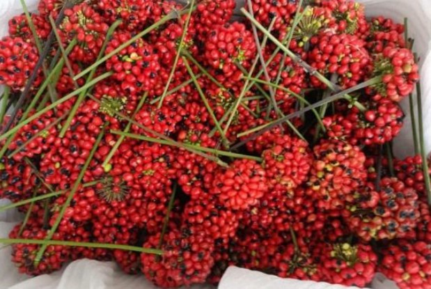 Nó được mệnh danh là ‘Nữ hoàng của các loại hạt', bé xíu nhưng có giá lên tới 240 triệu đồng/kg