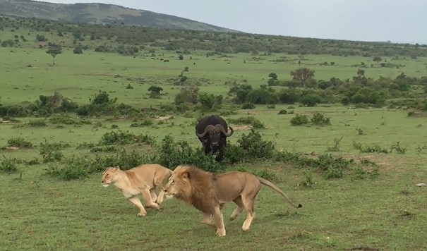 CLIP: 4 con sư tử tháo chạy thục mạng khi bị trâu rừng truy đuổi