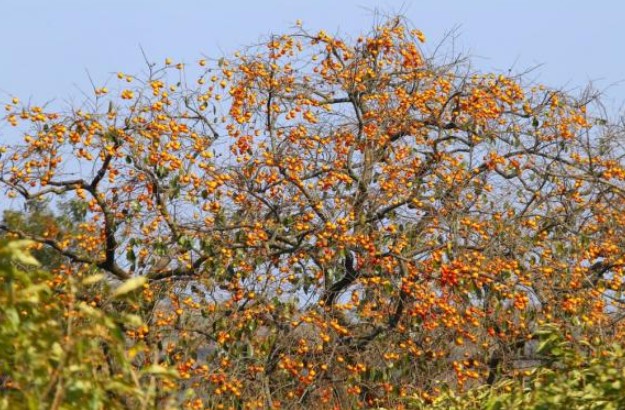 Tr&#x1B0;&#x1EDB;c nh&#xE0; tr&#x1ED3;ng 3 lo&#x1EA1;i c&#xE2;y n&#xE0;y gia ch&#x1EE7; gi&#xE0;u c&#xF3;, h&#xFA;t l&#x1ED9;c thi&#xEA;n h&#x1EA1;