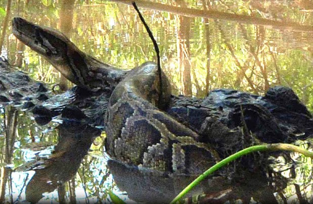 CLIP: Trăn khổng lồ 'nhừ đòn' khi bị cá sấu tấn công