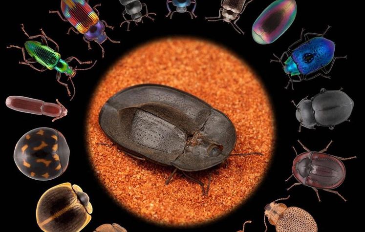 Bọ cánh cứng Darkling: Loài vật nhỏ bé nhưng lại sở hữu khả năng 'tiến hóa lượng tử'