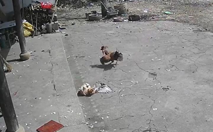 CLIP: Phát hiện gà mái bị đại bàng tấn công, gà trống hùng hổ xông tới rồi nhận cái kết khiến người xem 'sốc ngang'