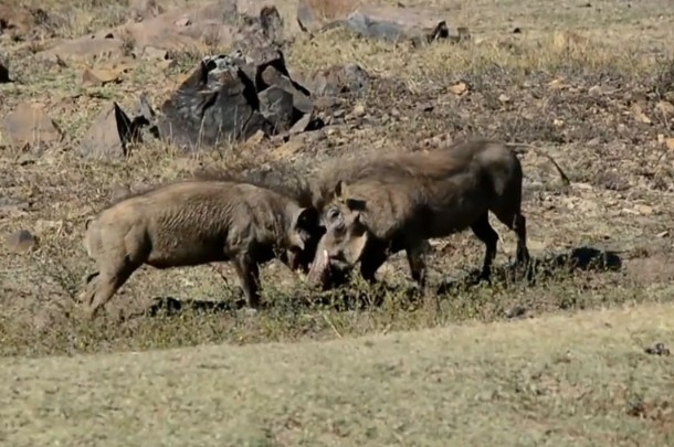 CLIP: Cuộc “đối đầu” dữ dội của hai chú lợn rừng, kẻ nào sẽ là kẻ thống trị