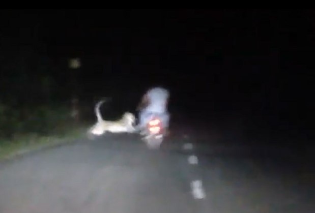 CLIP: Hổ dữ phục kích người đi xe máy