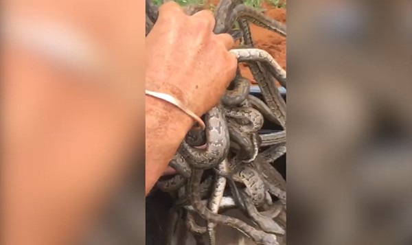 CLIP: Rùng rợn cảnh chàng trai tay không bắt hàng chục con rắn trong hang