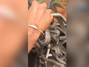 CLIP: Rùng rợn cảnh chàng trai tay không bắt hàng chục con rắn trong hang