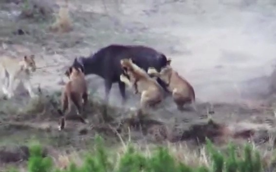 CLIP: Trâu rừng “nổi giận” truy đuổi bầy sư tử, giải cứu đồng loại