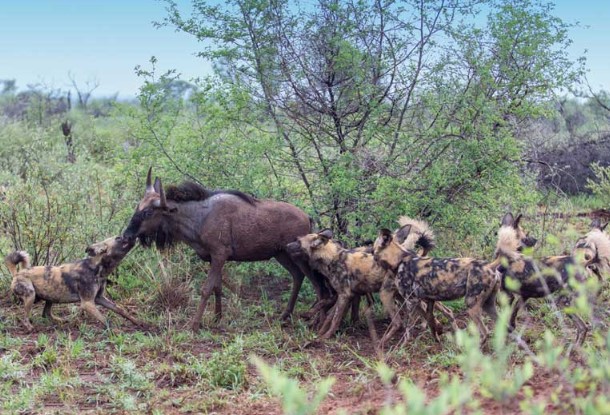 CLIP: Bầy chó hoang tàn sát linh dương đầu bò trong chớp mắt