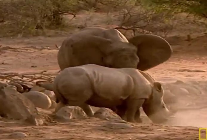 CLIP: Lộ diện kẻ mạnh hơn trong cuộc đối đầu giữa voi và tê giác 