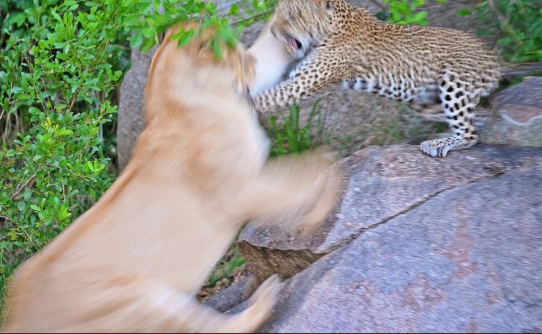 CLIP: Báo hoa mai ác chiến kinh hoàng với sư tử để bảo vệ con