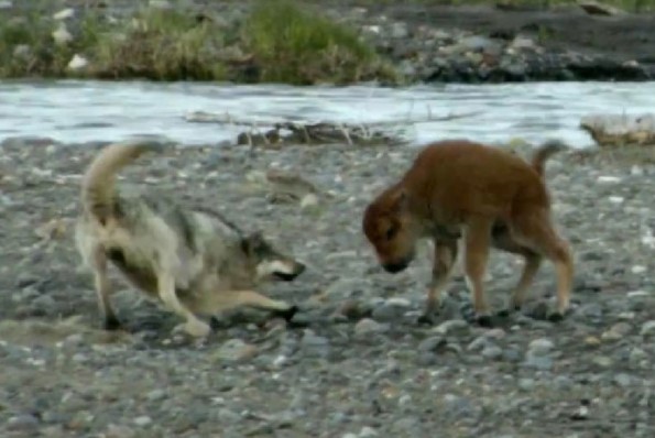 CLIP: Bò rừng con dũng cảm chống lại sói dữ, cái kết đắng cho kẻ săn mồi