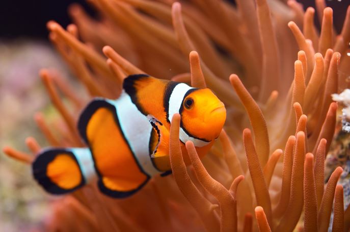 5 loại cá cảnh nhỏ bé giá rẻ, thích hợp làm thú cưng cho giới văn phòng