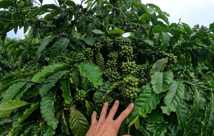 Lợi ích sức khỏe tiềm năng từ lá cà phê