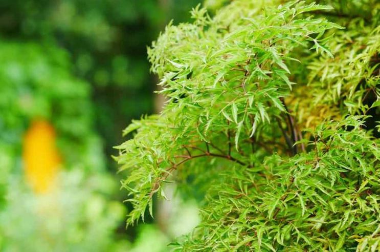 Nh&#x1EEF;ng ng&#x1B0;&#x1EDD;i kh&#xF4;ng n&#xEA;n u&#x1ED1;ng l&#xE1; &#x111;inh l&#x103;ng