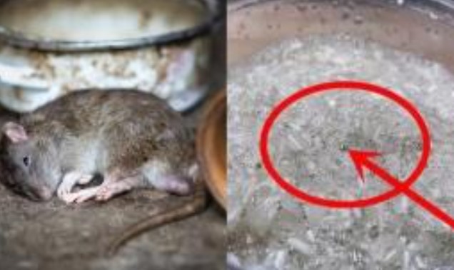 Để diệt chuột, đừng vội mua thuốc độc hại! Dạy bạn cách chế thuốc diệt chuột đạt hiệu quả gấp đôi mà lại an toàn