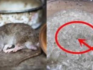 Để diệt chuột, đừng vội mua thuốc độc hại! Dạy bạn cách chế thuốc diệt chuột đạt hiệu quả gấp đôi mà lại an toàn