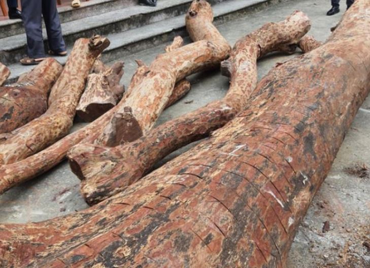 Một nhóm người ở Quảng Bình vớt được khúc gỗ nặng 2 tấn - loại gỗ đắt nhất thế giới có trị giá lên đến 20 tỷ đồng