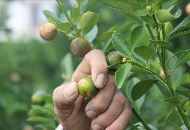 8 lợi ích sức khỏe không ngờ của lá quất