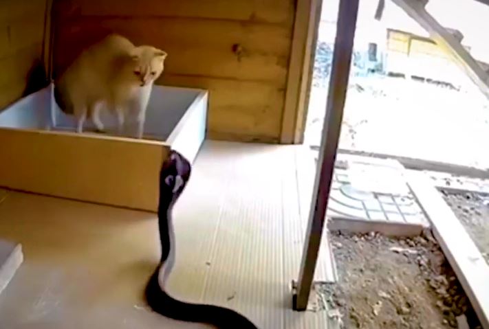 CLIP: Rắn hổ mang 'khủng' lao vào nhà săn mèo rồi nhận ngay cái kết bẽ bàng