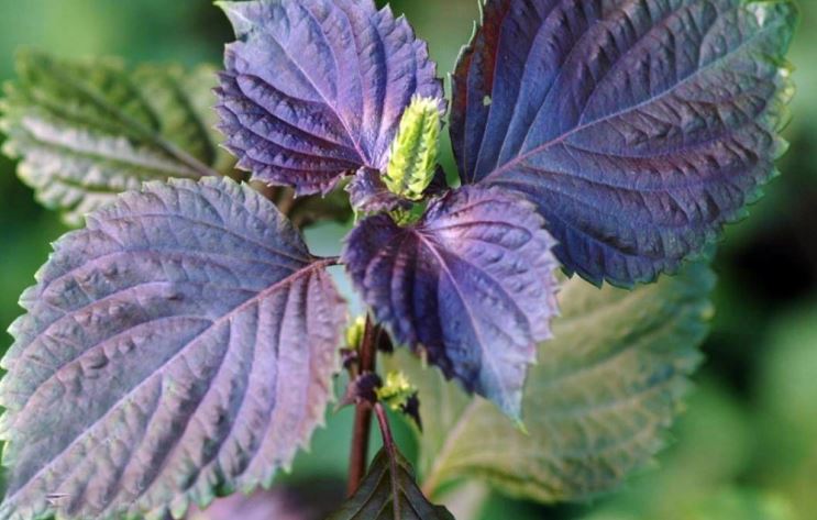 Công dụng của cây tía tô với sức khỏe