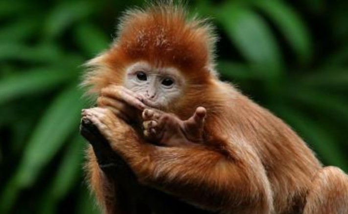 Tử vi ngày 28/10/2024 của 12 con giáp: Tuổi Thân sự nghiệp thăng tiến, tài lộc mạnh mẽ