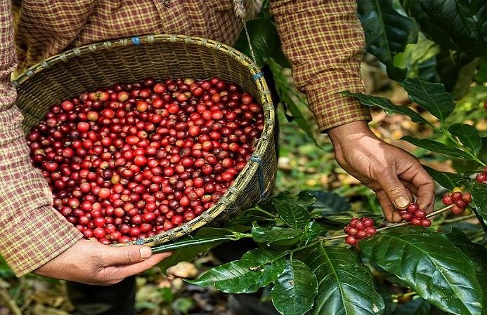 Kim ngạch xuất khẩu cà phê tăng mạnh