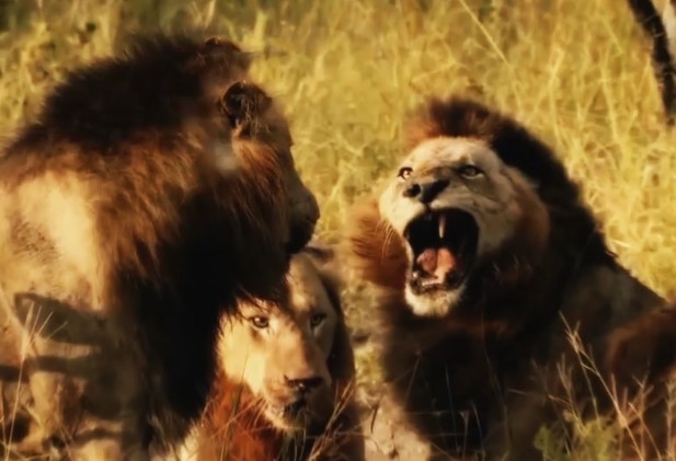 CLIP: Cuộc chiến sinh tử, sư tử đực nhận cái kết thảm khi đại chiến với 4 địch thủ