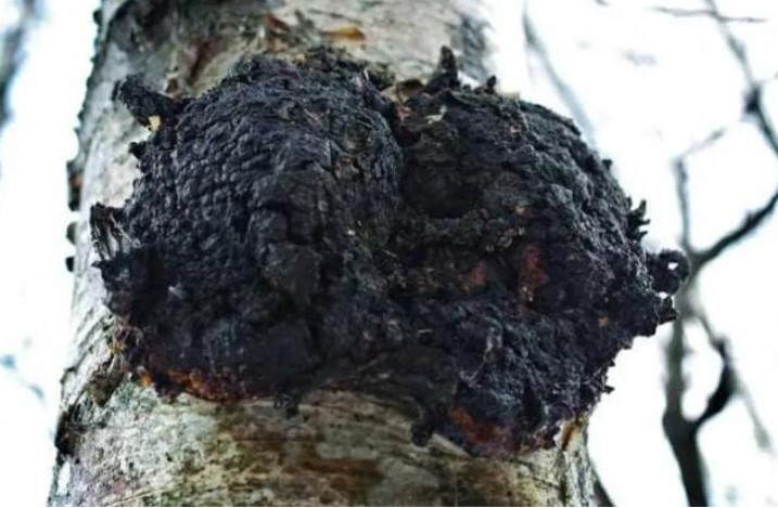 Nó được gọi là 'u cây ung thư' mọc sần sùi xấu xí, sống dựa vào việc hút bã cây để kiếm sống, nhưng nó lại là 'mỏ vàng' bán với giá gần 7 triệu đồng/kg