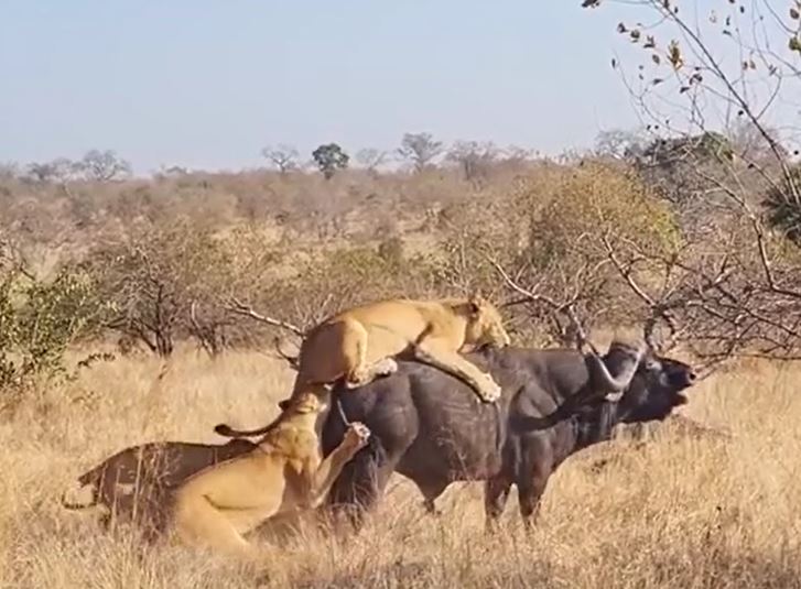 CLIP: Bị đàn đàn sư tử tấn công, trâu rừng nhận cái kết đầy đau đớn