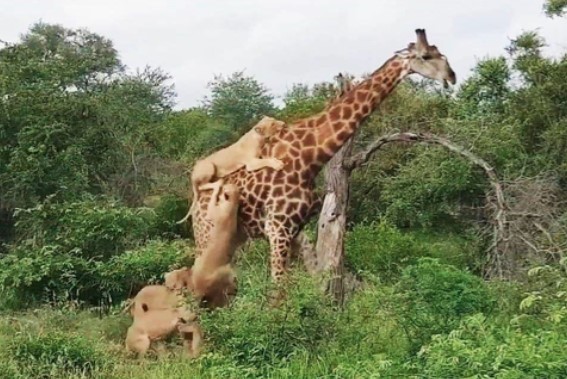 Tại sao sư tử hiếm khi săn được hươu cao cổ - 'Gã khổng lồ' cao nhất thế giới?