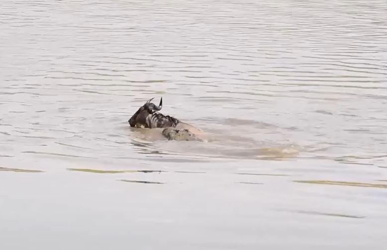 CLIP: Bị cá sấu đớp trúng khi vượt sông, linh dương đầu bò thoát chết ngoạn mục nhờ kỹ năng này