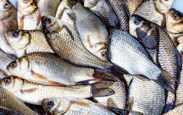 Đây là loại cá sông ngon và nhiều chất bổ nhất thế giới, người sành ăn nhất định nên biết