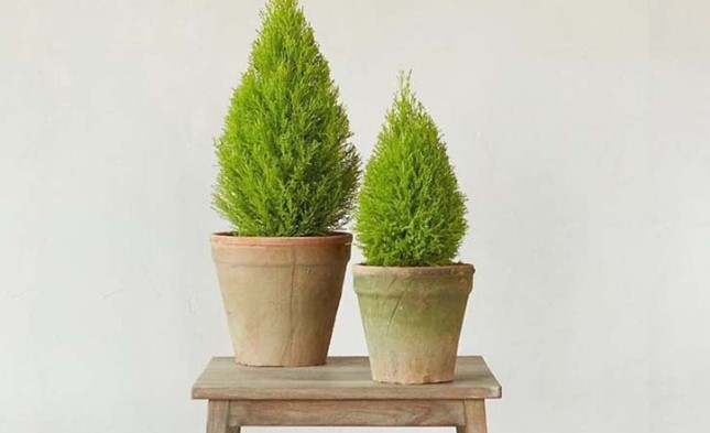 10 lo&#x1EA1;i c&#xE2;y &#x111;u&#x1ED5;i mu&#x1ED7;i hi&#x1EC7;u qu&#x1EA3;, tr&#x1ED3;ng trong nh&#xE0; v&#x1EEB;a &#x111;&#x1EB9;p v&#x1EEB;a gi&#xFA;p thanh l&#x1ECD;c kh&#xF4;ng kh&#xED;